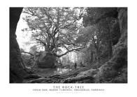 The rock - tree. holm oak, badde tureddu, orgosolo, sardinia. ediz. italiana e inglese. con stampa fine art 